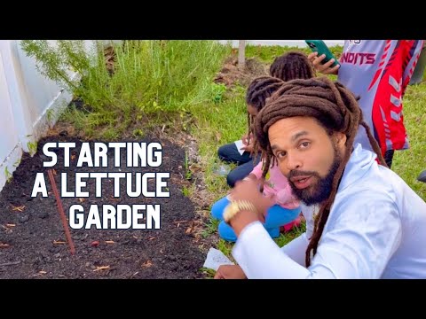 Starting a lettuce garden: Using seeds from last year…