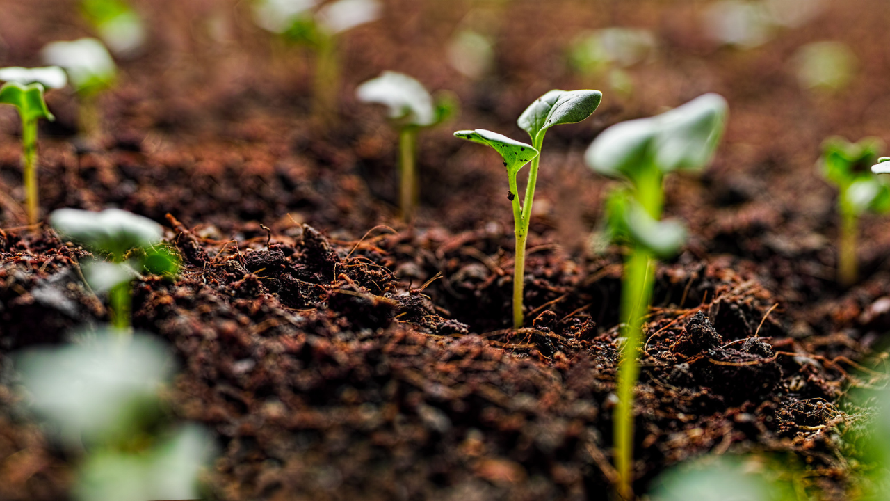 Everything I need is actually FREE…