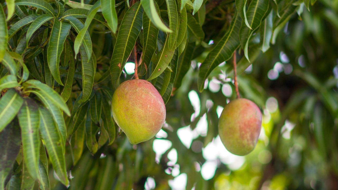 Goal: 1 Million Trees, 1 Fruit at a Time 🌳🥭