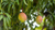 Goal: 1 Million Trees, 1 Fruit at a Time 🌳🥭